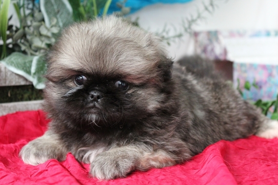 eric the pekingese
