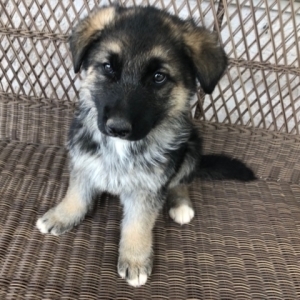 purebred white german shepherd puppies for sale