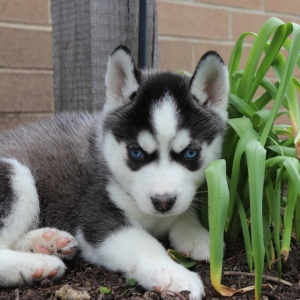 Dan A Black White Male Siberian Husky Puppy 599857 Puppyspot