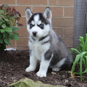 Dan A Black White Male Siberian Husky Puppy 599857 Puppyspot