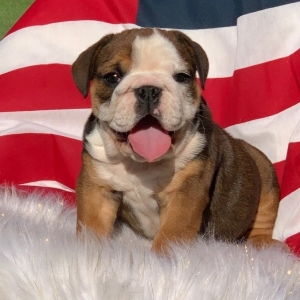 Zeus Bulldog Puppy 600427 Puppyspot