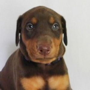 red nose doberman puppies