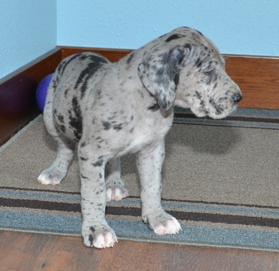 Marmaduke Great Dane Puppy 601327 PuppySpot