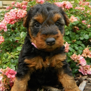 welsh terrier puppy