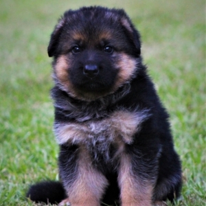 Max A Black Red Male German Shepherd Dog Puppy 602327 Puppyspot