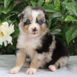 smallest australian shepherd