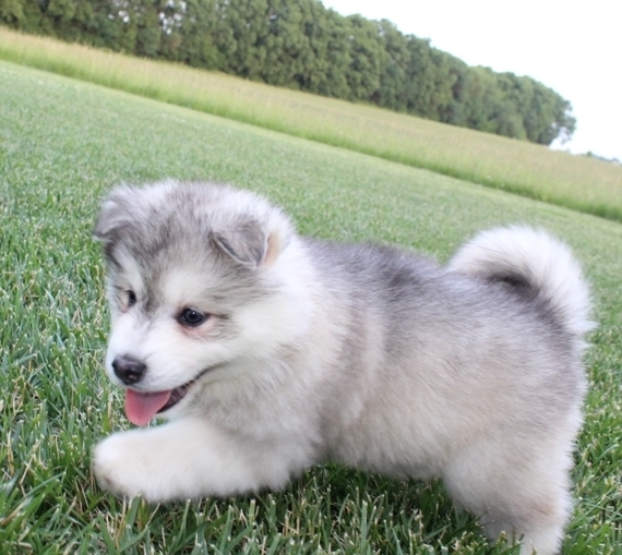 cheap pomsky puppies