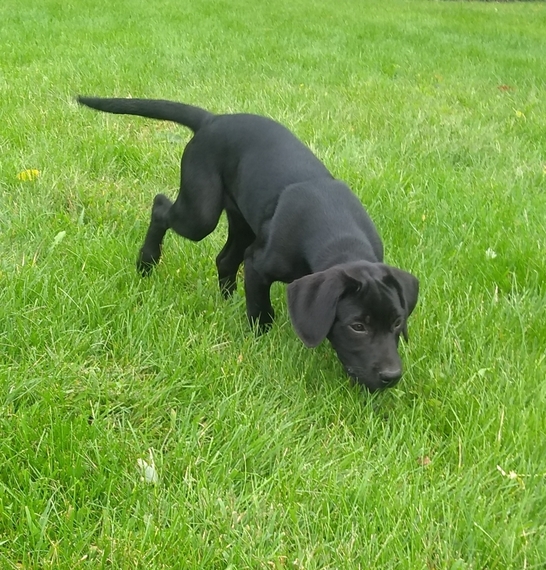 Coconut, a Black Female Labrador Retriever Puppy 607397 PuppySpot