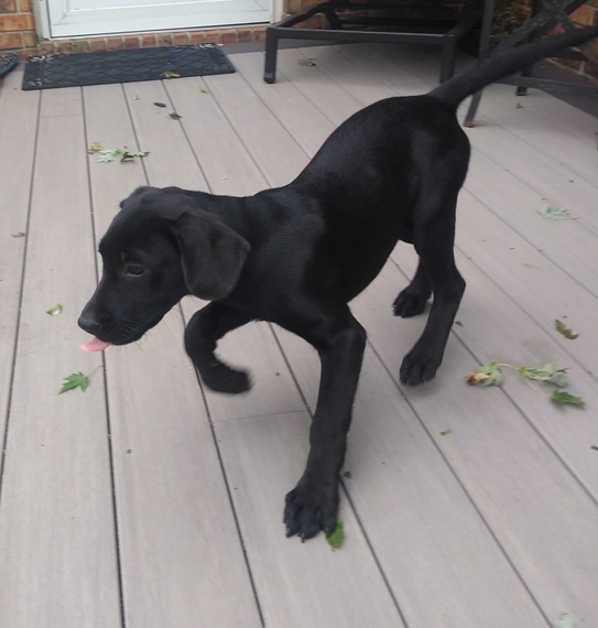 Coconut Labrador Retriever Puppy 607397 PuppySpot