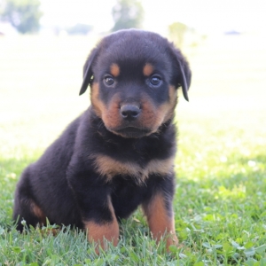 rottweiler puppy face
