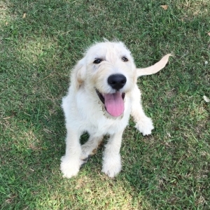 wire hair labradoodle