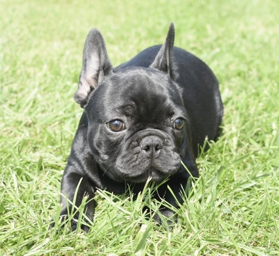 trigg hounds for sale