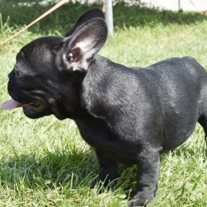 trigg hounds for sale