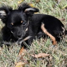 Kali Chihuahua Puppy 608177 Puppyspot