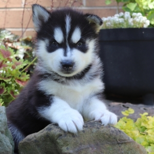 puppyspot husky
