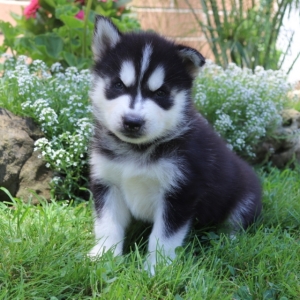 Ruger A Black White Male Siberian Husky Puppy 608447 Puppyspot