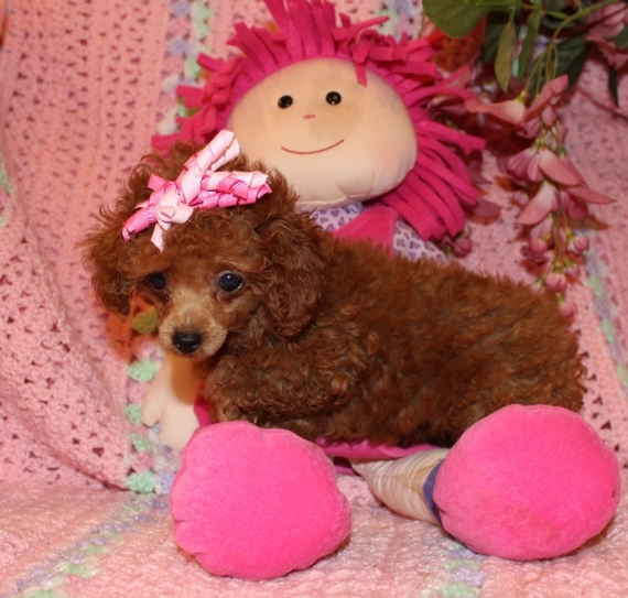 Paris Poodle Puppy 609757 PuppySpot