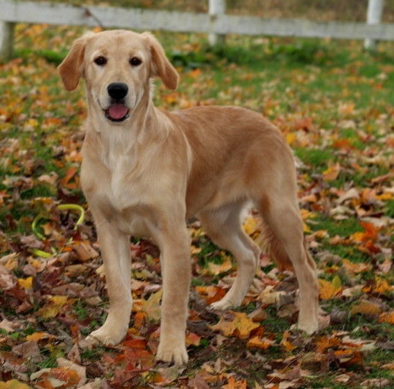 good night golden retriever