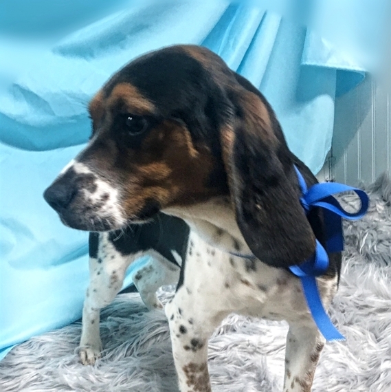 beagle inside teddy bear