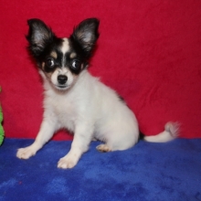 Bambi Chihuahua Puppy 612847 Puppyspot