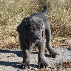 gray mastiff puppies