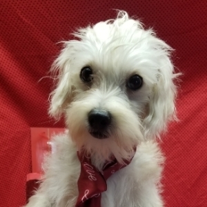 maltipoo docked tail