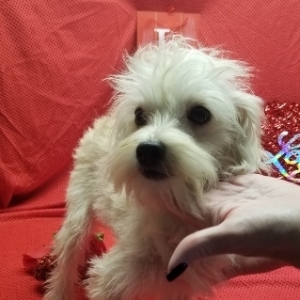 maltipoo docked tail