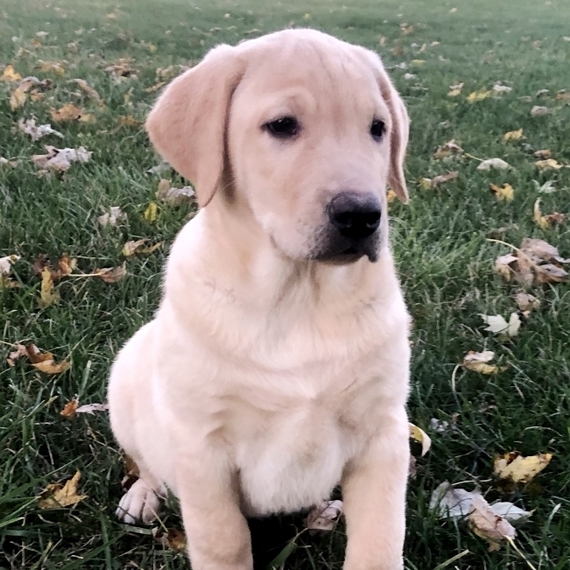 Rock, a Yellow Male Labrador Retriever Puppy 615167 PuppySpot