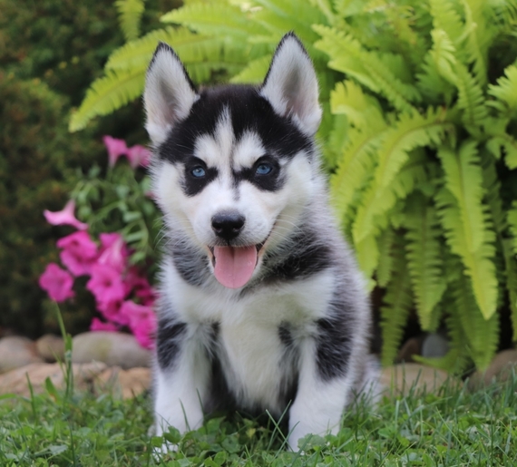 Nico A Black White Male Siberian Husky Puppy 615487 Puppyspot