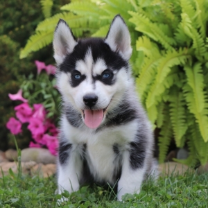 Nico A Black White Male Siberian Husky Puppy 615487 Puppyspot