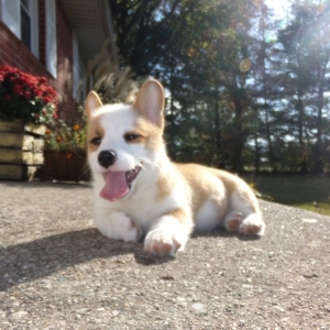 Zoey A Red Female Pembroke Welsh Corgi Puppy 616597 Puppyspot