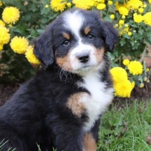 rocky mountain dog breed