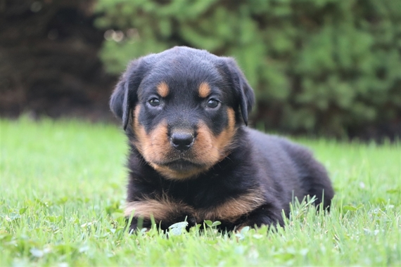 my rottweiler puppy is lazy