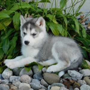Sir Logan A Gray White Male Siberian Husky Puppy 617927 Puppyspot