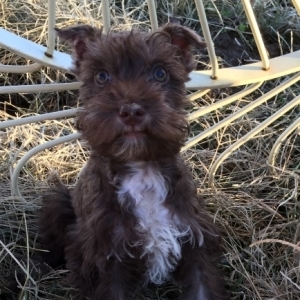 chocolate mini schnauzer