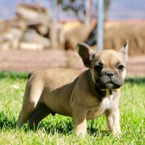 Download Mini French Bulldog Massachusetts Background