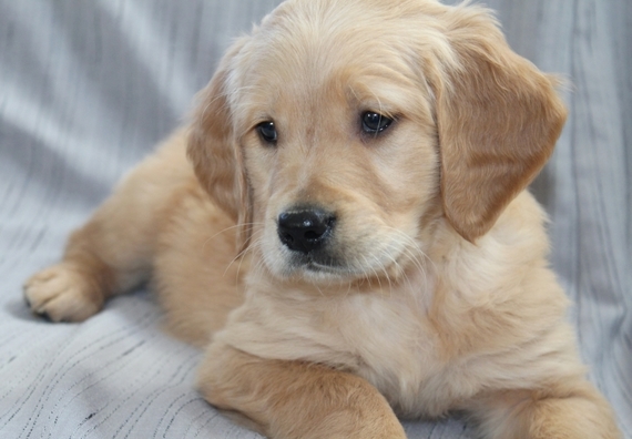Parker A Dark Golden Male Golden Retriever Puppy 619917 Puppyspot