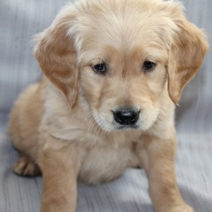 Parker A Dark Golden Male Golden Retriever Puppy 619917 Puppyspot