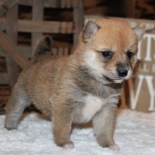 Neopald Shiba Inu Puppy 620877 Puppyspot
