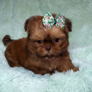 Rooster Shih Tzu Puppy 621287 Puppyspot