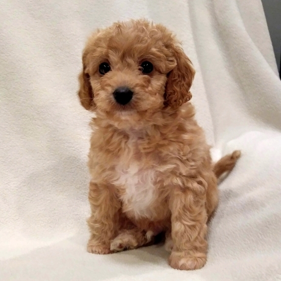 apricot cavapoo for sale