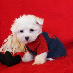 puppyspot maltese