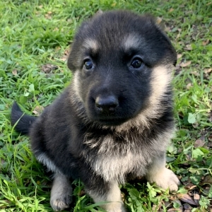 Silver A Black Silver Female German Shepherd Dog Puppy 623187 Puppyspot