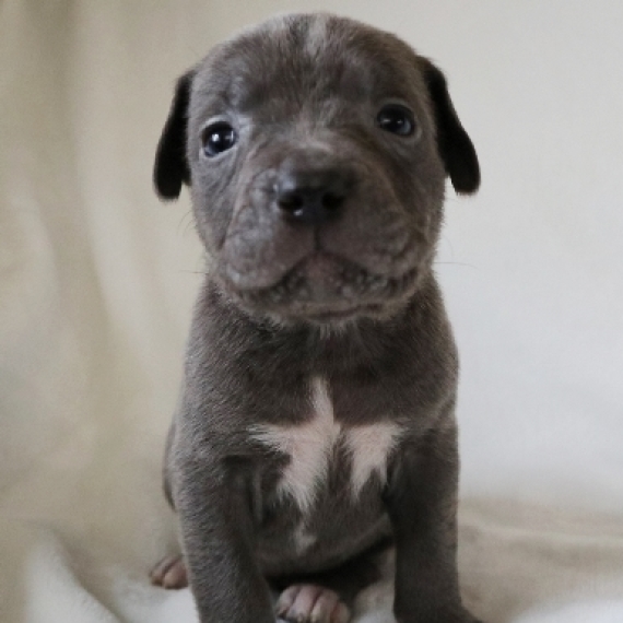 Cane Corso Puppy