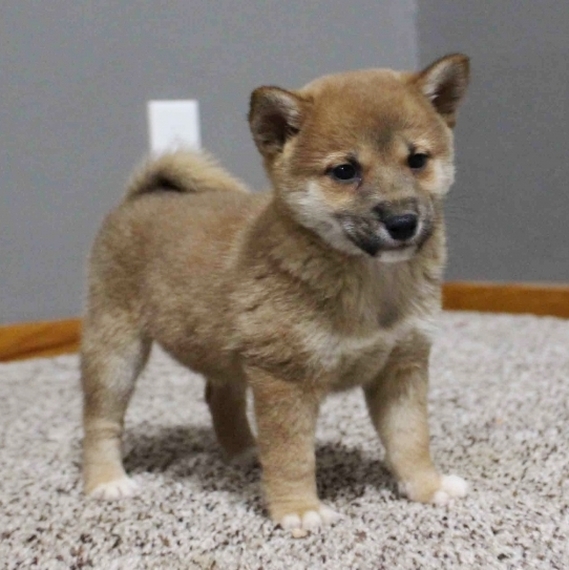 shiba inu 10 weeks
