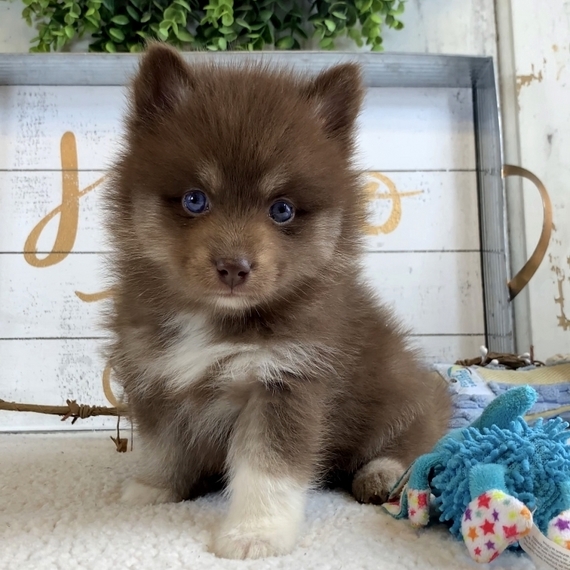cute pomsky puppies for sale