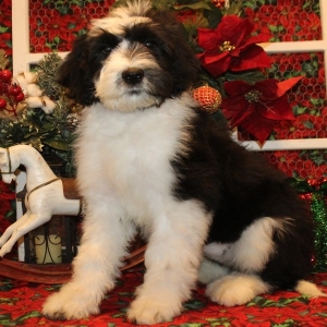 female sheepadoodle