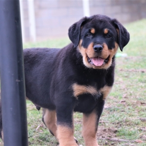 puppyspot rottweiler