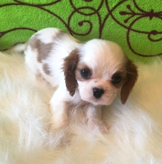 beautiful cavalier king charles spaniel