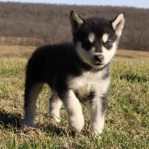 cane husky malamute